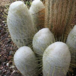 It has ribs and sharp spines but most are hidden inside the thick wooly cover. Peruvian Old Man Cactus Seeds (Espostoa laticornua) 20 ...
