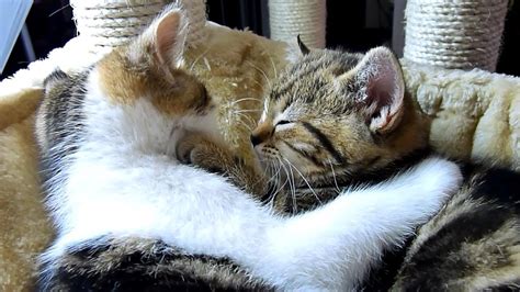 Funny Cats How To Become A Good Boyfriend 12 Tips From