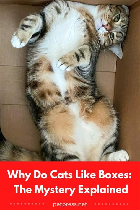 Why Do Cats Like Boxes The Mystery Explained