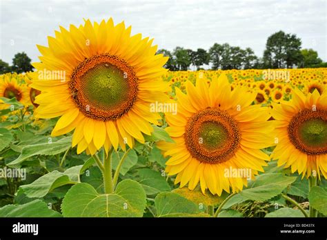 Sunflower Fields In France Stock Photo Alamy