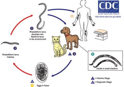 Cdc Zoonotic Hookworm Biology