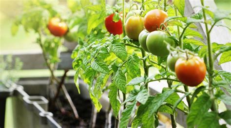 Top 9 Better Bush Tomato In Container