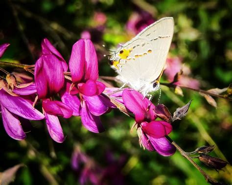 The butterfly pose is additionally referred to as the purna titli posture. Butterfly Posing | Butterfly pose, Poses, Photo