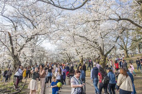 Toronto reveals details for closure of High Park during cherry blossoms
