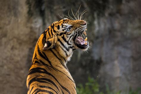 भारत के 10 सबसे खतरनाक जानवर 10 Most Dangerous Animals Of India
