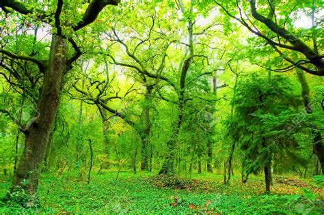 Image 5886333 Beautiful Light In A Green And Beautiful Forest Stock Photo Scenery Animal