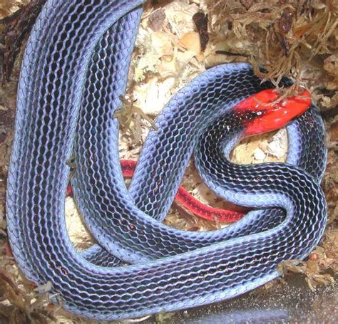 12 Beautiful Snakes You Will Love To Have As Pets Nairaland