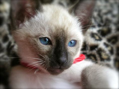 Carolina Blues Cattery Siamese Kittens For Sale Siamese Kittens For