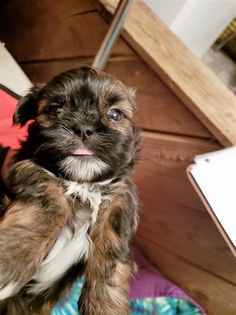 Baby face shih tzu breeds beautiful, unique, and extremely rare akc shih tzus. Shih Tzu Puppies For Sale | Belleville, MI #273681