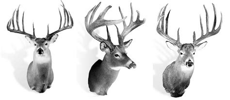 Video The 10 Biggest Typical Whitetail Deer Of All Time