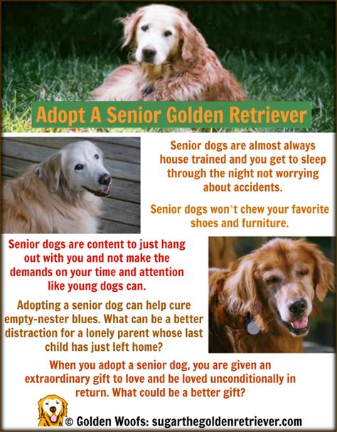 October Adopt A Shelter Dog Month Golden Retriever