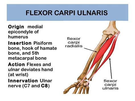 Flexor Carpi Ulnaris Origin Insertion Nerve Supply And Action How To