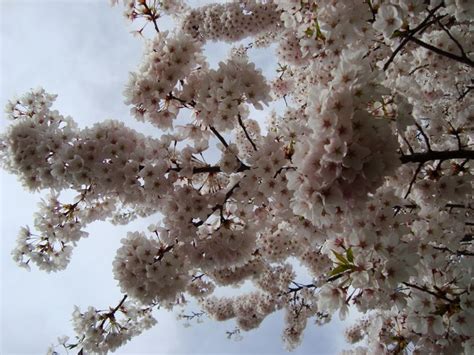 Cherish Toronto Japanese Cherry Trees Bloom In High Park