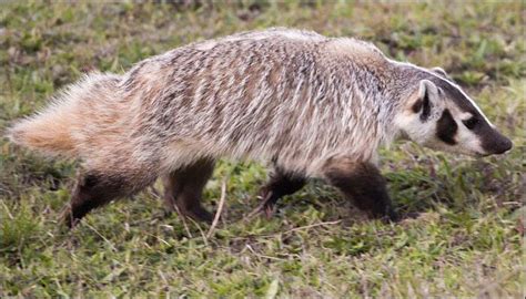 Unbelievable Badger Burying Entire Calf Carcass By Itself Leaves