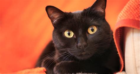 Its Time To Change Your Mind About Black Cat Superstition