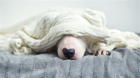 Best weighted blanket - Target Tranquility Weighted Blanket Review
