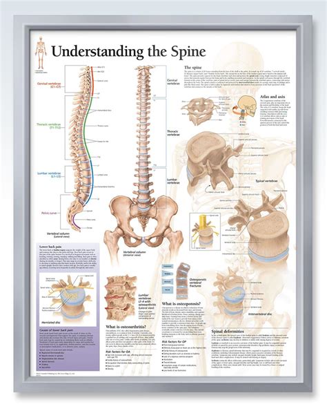 Understanding The Spine Exam Room Anatomy Poster Clinicalposters