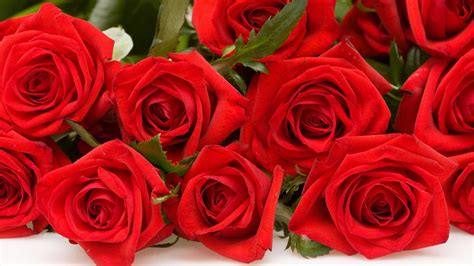 Download Wallpaper Roses Many Red Roses Download Photo