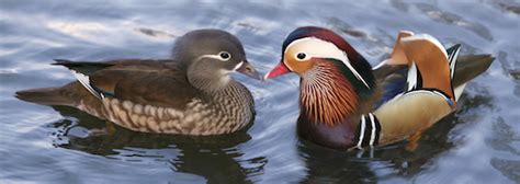 Mandarin duck statues for sale at our online feng shui store. Feng Shui for Love and Romance (Relationships and Marriage)