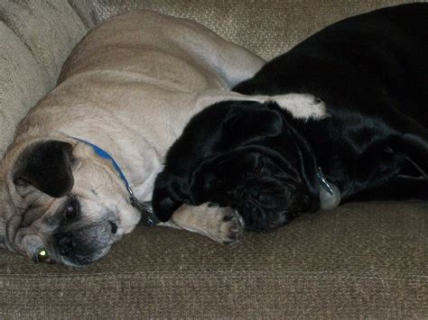 In Memoriam Pets | Kilcona Park Dog Club