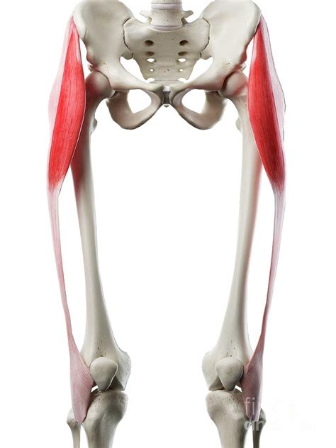 Tensor Fascia Lata Muscle Photograph By Sebastian Kaulitzki Science