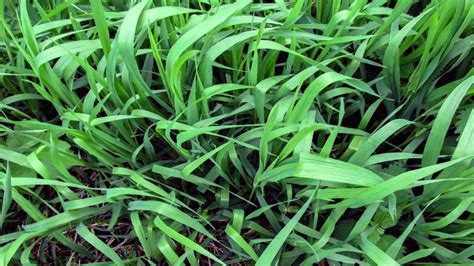Pictures Of Crabgrass And Quackgrass A Visual Guide