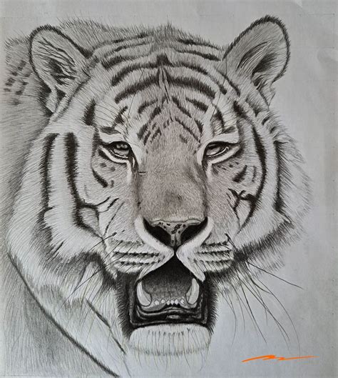 Steps To Easily Drawing A Realistic Tiger Muus Art