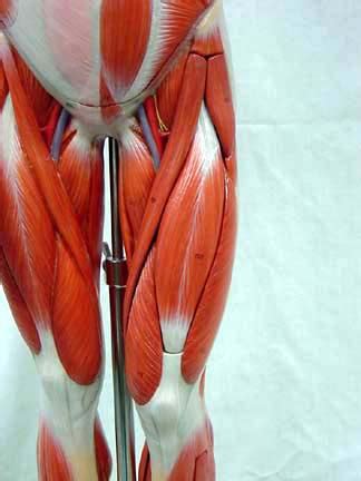 Muscles in the medial compartment of the thigh. Male Muscle Model