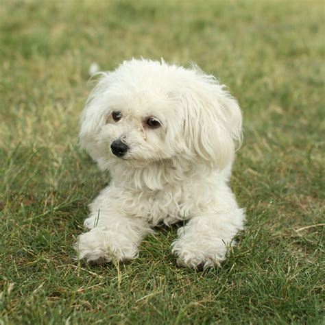 Unnamed Maltese Toy Poodle Mix