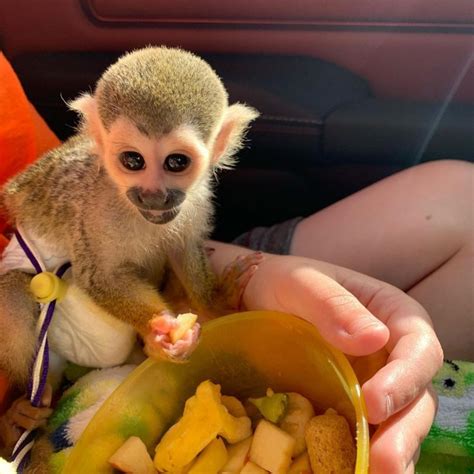 Squirrel Monkeys For Sale Squirrel Monkeys For Sale Online