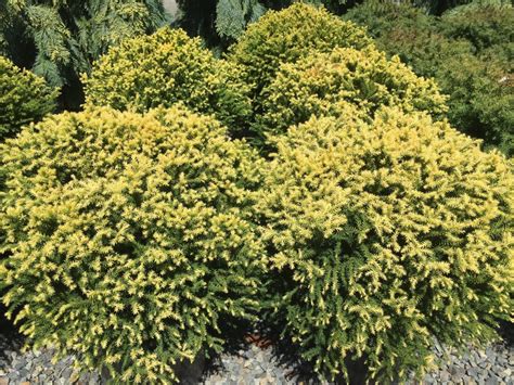 Cryptomeria Japonica Golden Promise Wells Medina Nursery