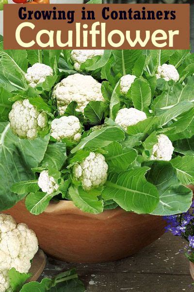 Growing Cauliflower In Containers Care And How To Grow Cauliflower In