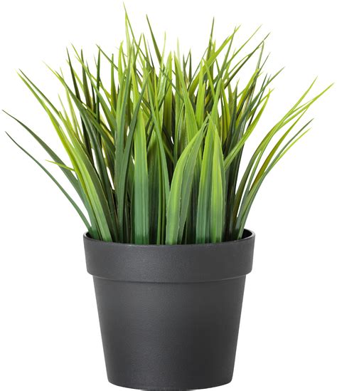 Download Potted Plants Clipart Transparent Background - Ikea Plant PNG gambar png