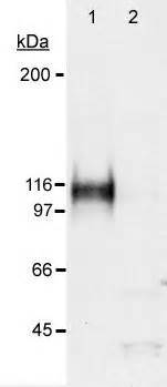 Hif Alpha Anti Hif Alpha Antibody