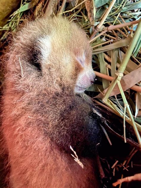 Update Its That Time Of The Year Again Red Panda Births In Zoos