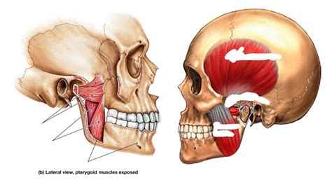 Pterygoid Muscles Diagram Quizlet