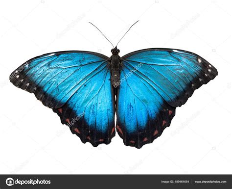 Mariposa Morfo Azul Morpho Peleides Aislada Sobre Fondo Blanco