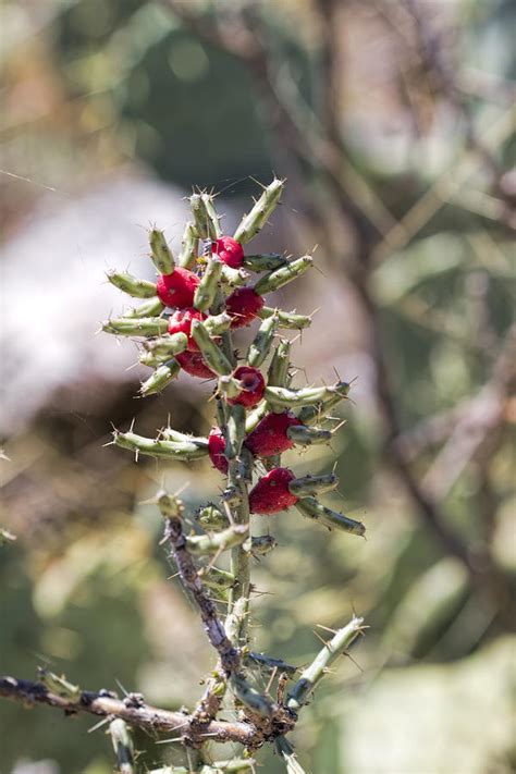Keep it near a window when indoors or despite its name, the christmas cactus is not a desert plant, but rather has its origins in the tropical. Desert Christmas Cactus - Cylindropuntia leptocaulis ...