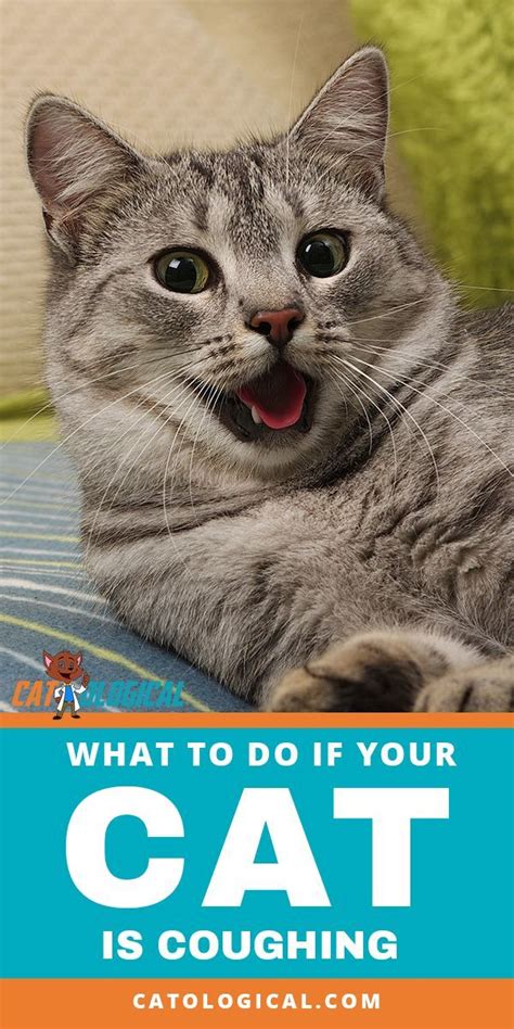 The following are some signs and symptoms of cat allergies: What To Do When Your Cat Is Coughing Or Wheezing | Cat care