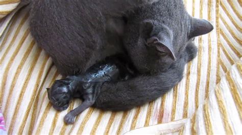 Black Cat Giving Birth Of Two Kittens Youtube