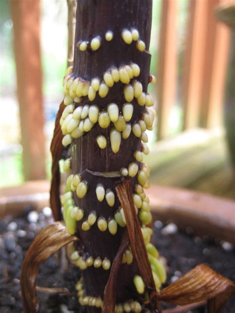 Get the best deals on calla lily seeds & bulbs. B&D Lilies Garden Blog: Lily Bulbs not buried deep enough ...