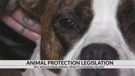 Bill Could Make Animal Cruelty A Federal Felony Youtube