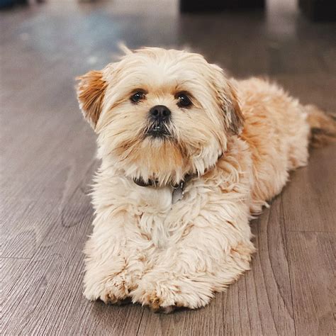 List 99 Pictures Pictures Of Shih Tzu Terrier Mix Sharp