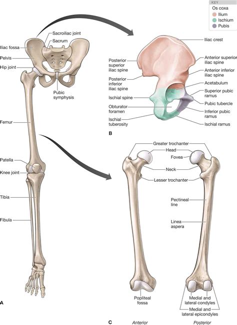 Hip Musculoskeletal Key