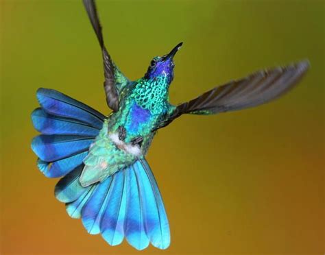 Colibri Coruscans Sparkling Violet Ear Image Hummingbird Pictures