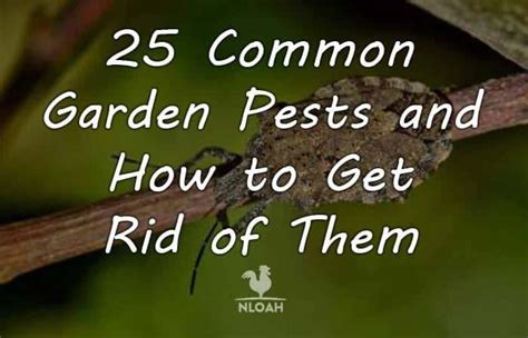 25 Common Garden Pests And How To Get Rid Of Them New Life On A