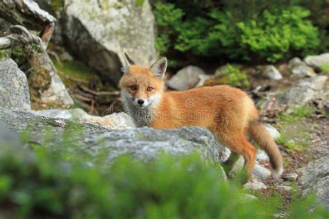 Young Red Fox Stock Photo Image Of Mountain Nature 74070972