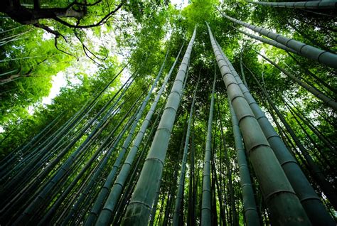 Bamboo Trees Scenery Photo Free Image On Unsplash