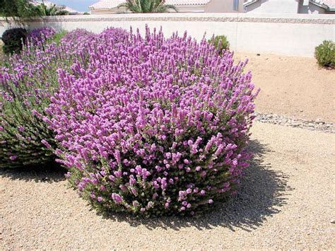 Shrub with purple flowers texas. Pin on How Does Your Garden Grow?
