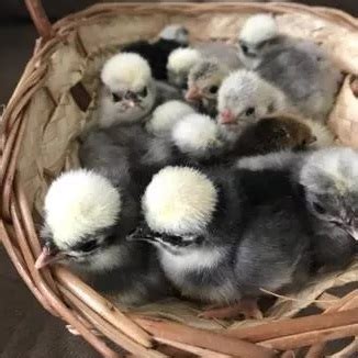 Their long and distinguished family background and kind and curious nature make sussex chickens perfect for novice chicken keepers and those wanting a friendly hen to add to their growing backyard menagerie. Assorted Polish - The Chick Hatchery